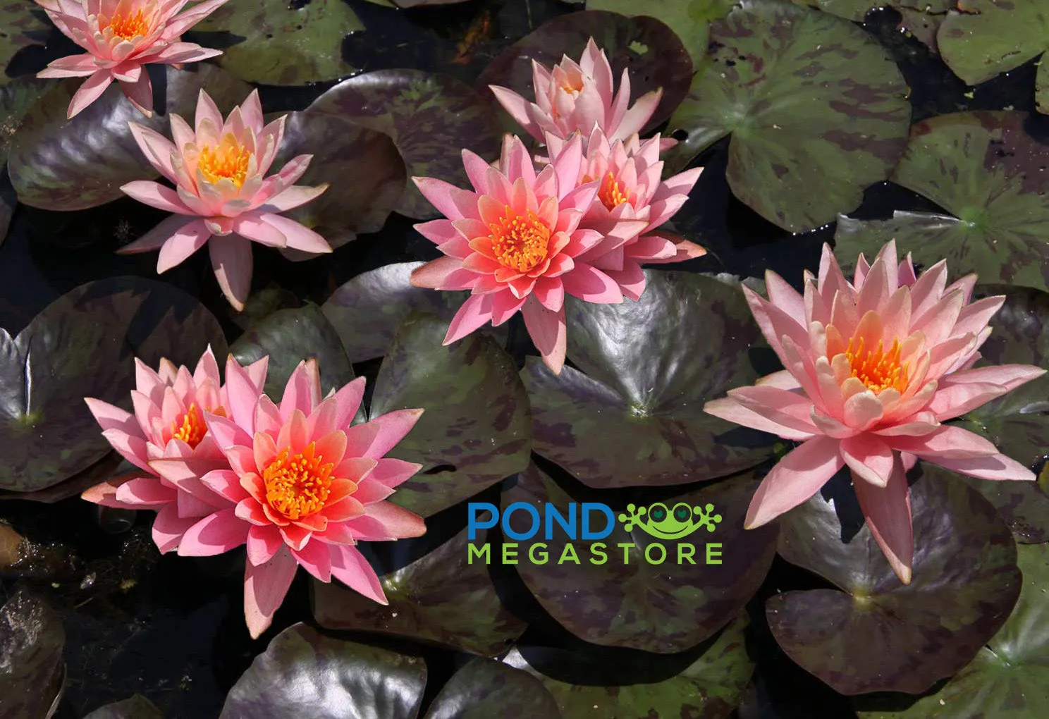 WHOLESALE QUANTITY (12 ) Prakisad Water Lily<br> Heaviest Blooming Hardy Waterlily! <br>Available