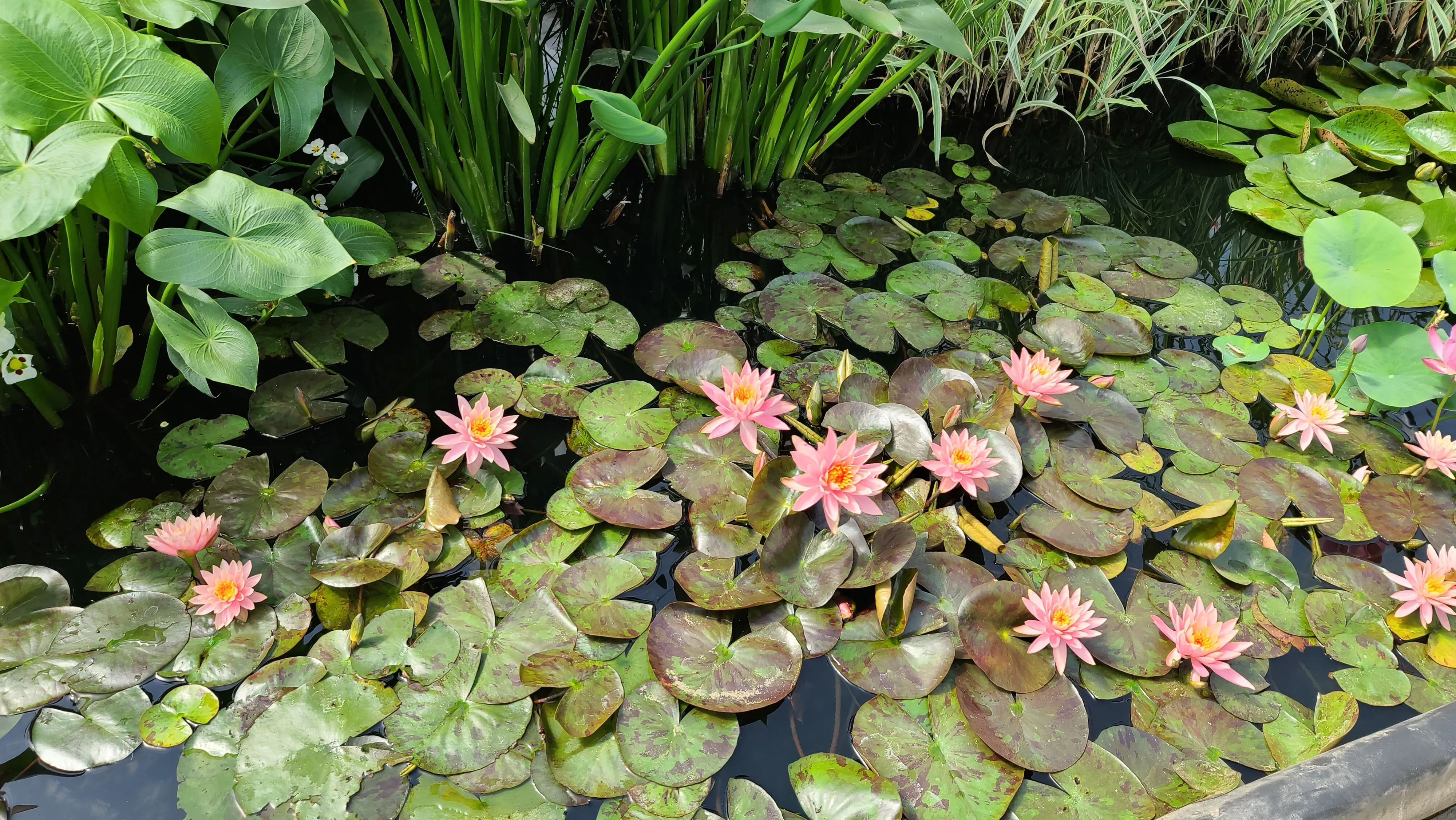 WHOLESALE QUANTITY (12 ) Prakisad Water Lily<br> Heaviest Blooming Hardy Waterlily! <br>Available